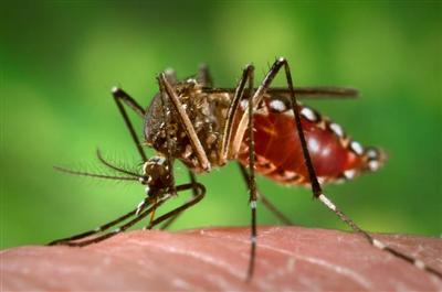 Chikungunya a Formigine: nessun pericolo