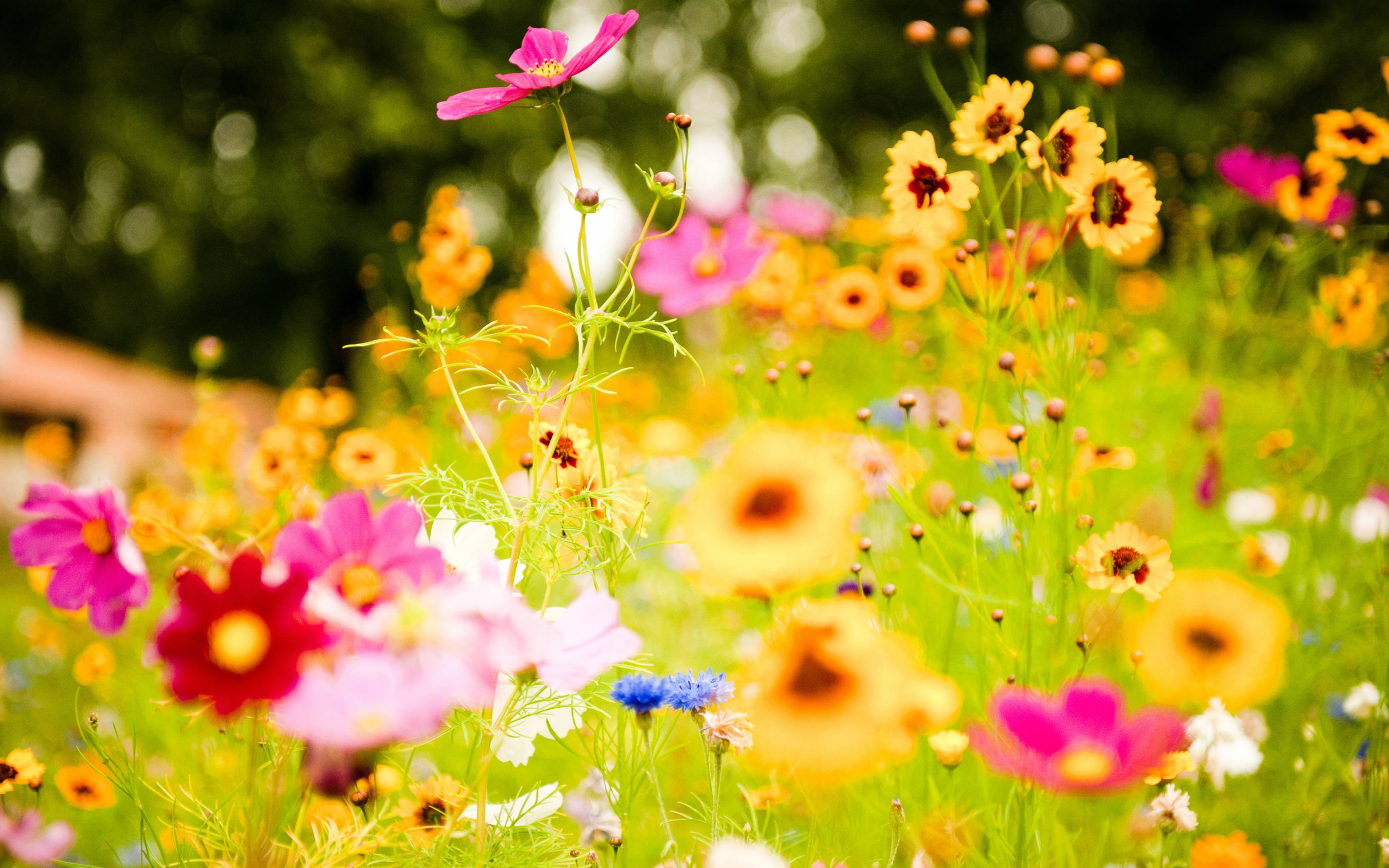 Modena in Fiore 2015
