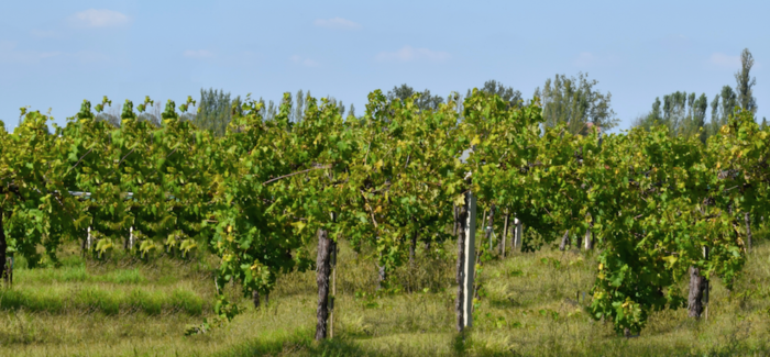 NONANTOLA: PER GIACOBAZZI E’ UN’OTTIMA ANNATA
