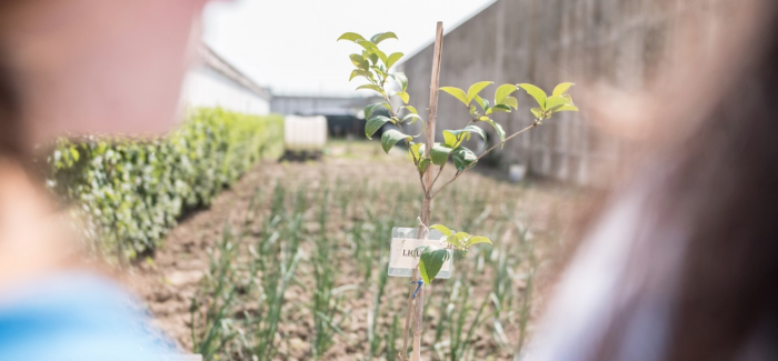 FERRARA: “INTERNO VERDE” NEL GALEORTO